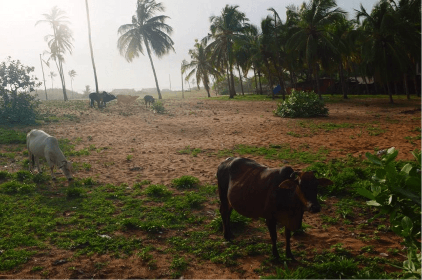 Coconut trees and cows in front of our Goa house