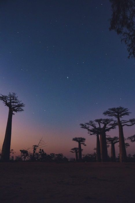 Sunrise or sunset at the Avenue of the Baobabs
