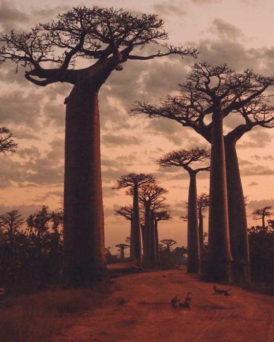 Sunrise at the Avenue of the Baobabs