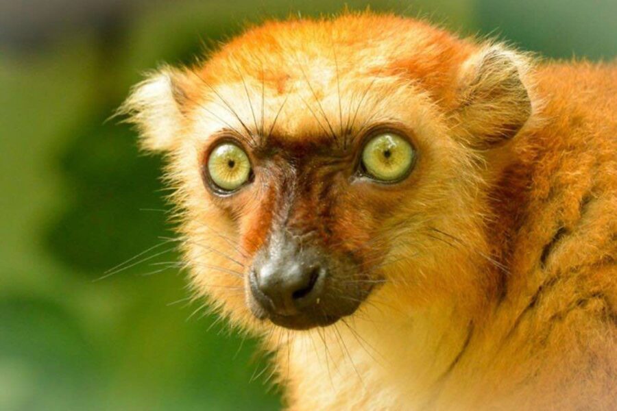 close up lemur