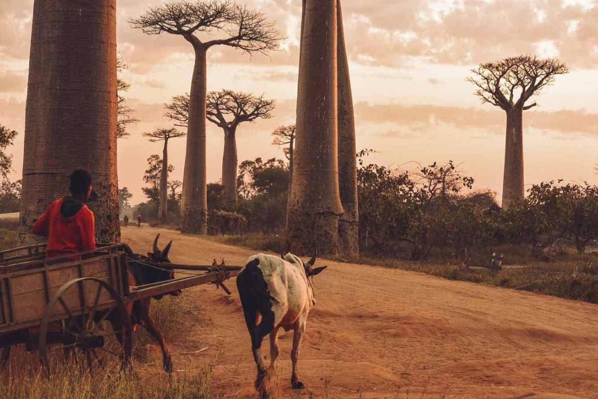 life behind the avenue of the baobabs