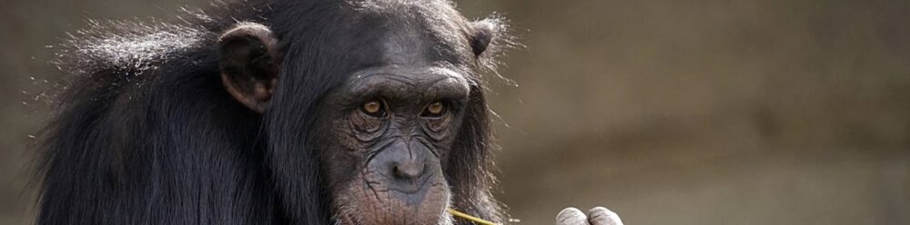 chimp in a zoo for animal tourism 