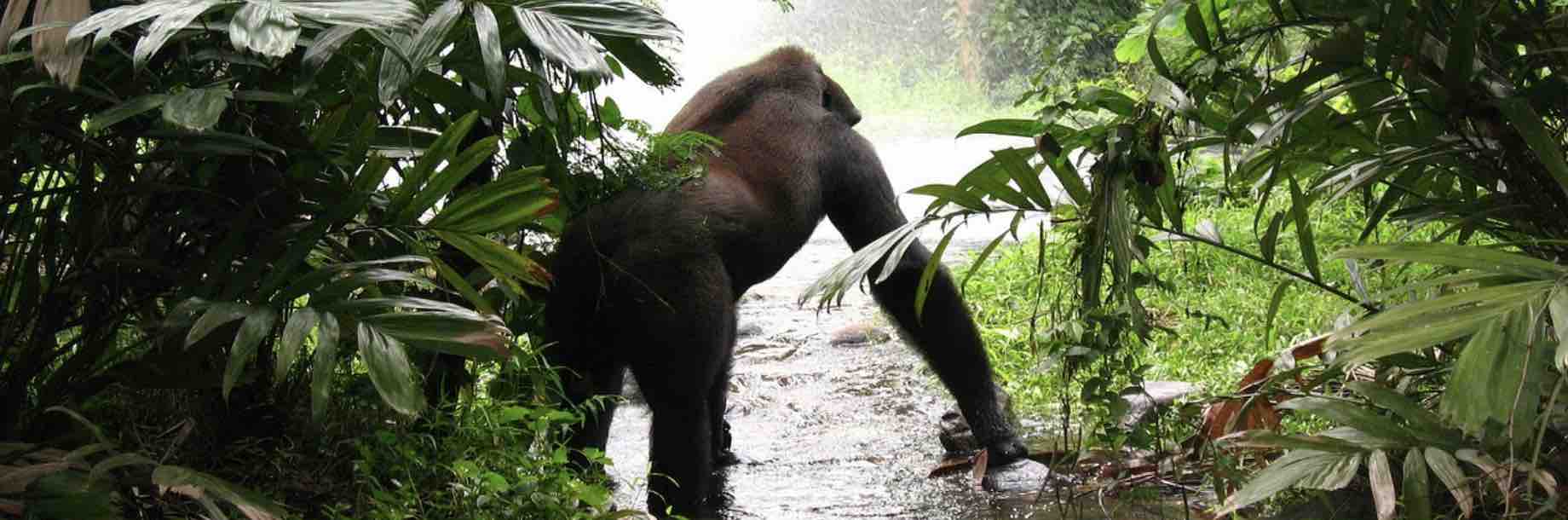 gorilla animal tourism