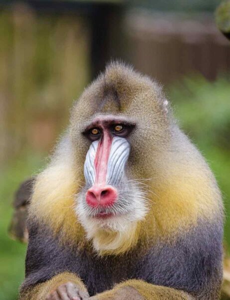 sad monkey in zoo