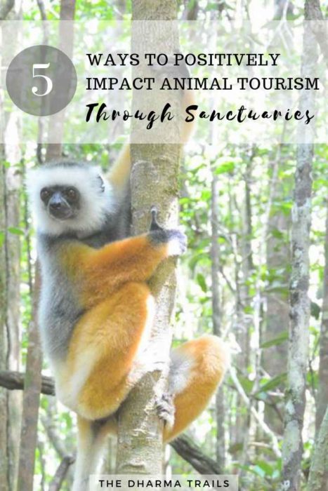lemur in Madagascar sanctuary with text overlay