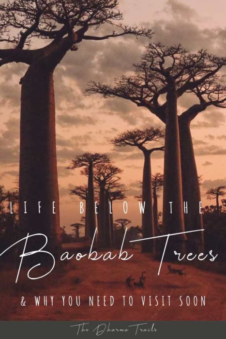 Avenue of the Baobabs at sunset with text overlay
