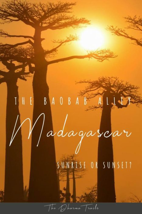 sunset at baobab alley with text overlay