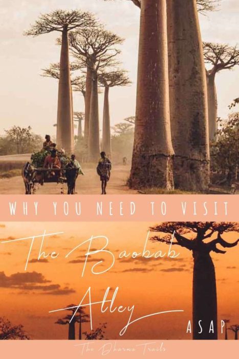 Avenue of the Baobabs at sunrise with people and text overlay