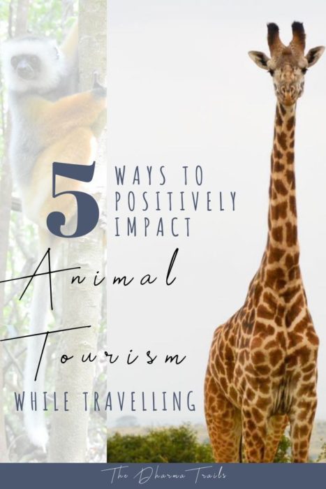 5 Ways To Positivly Imapct Animal Tourism While Travelling  467x700 