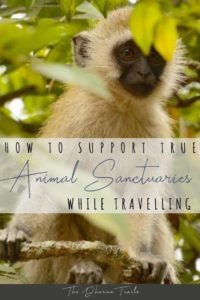 How To Support True Animal Sanctuaries While Travelling 200x300 