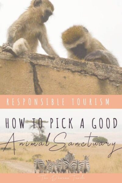 Responsible Tourism. How To Pick A Good Animal Sanctuary 