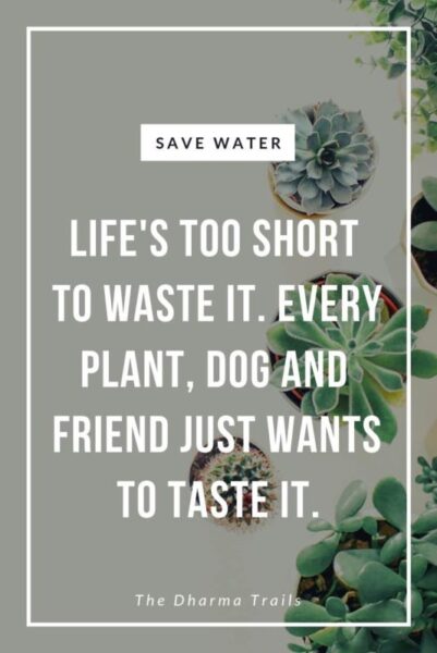 image of succulents with save water slogan text overlay "life's too short to waste it. every plant, dog, and friend just wants to taste it"