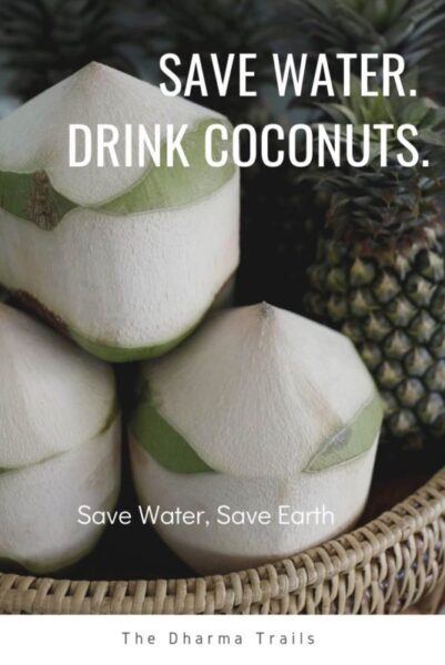 image of coconuts with text overlay "save water, drink coconuts"