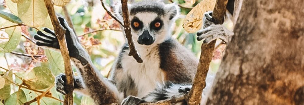 ringtail lemur in madagascar