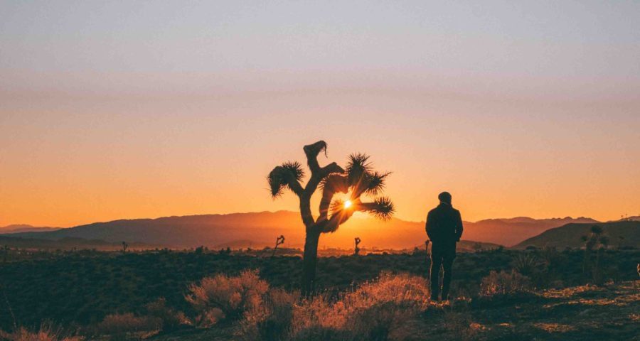aaron gazing at a joshua tree with the sunsetting behind, in joshua tree glamping site