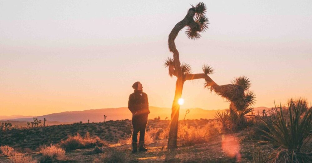 skinny joshua tree with sunsetting behind it