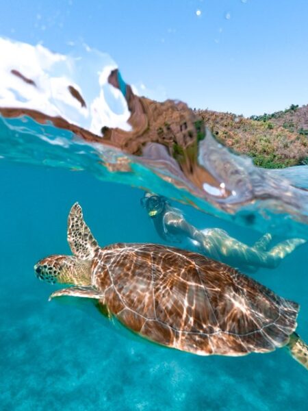 snorkeling with turtles - st john beaches- maho bay