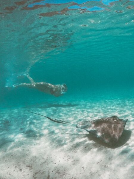 swimming with a stingray at hawksnest beach