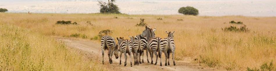 eco travel in kenya safari