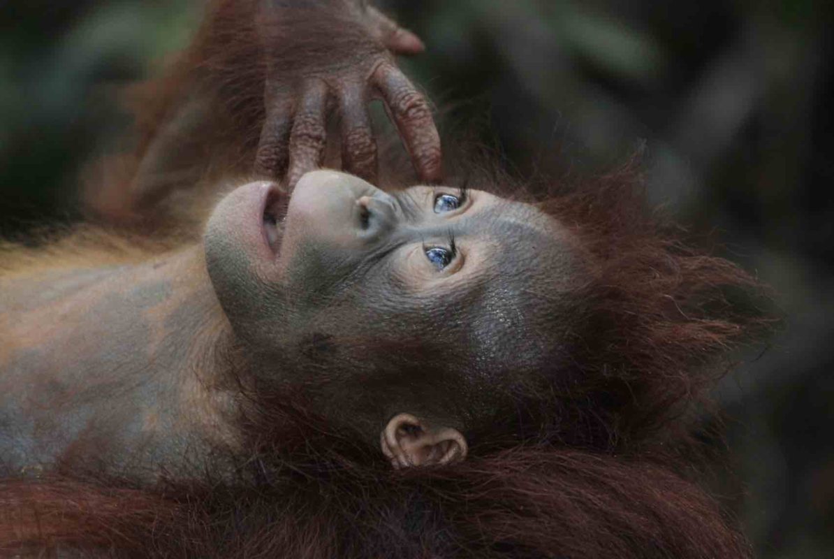 baby orangutan in Borneo animal sanctuary 