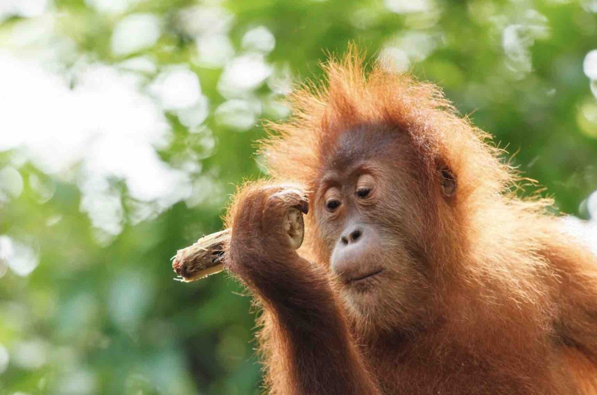 orangutan in borneo animal sanctuary