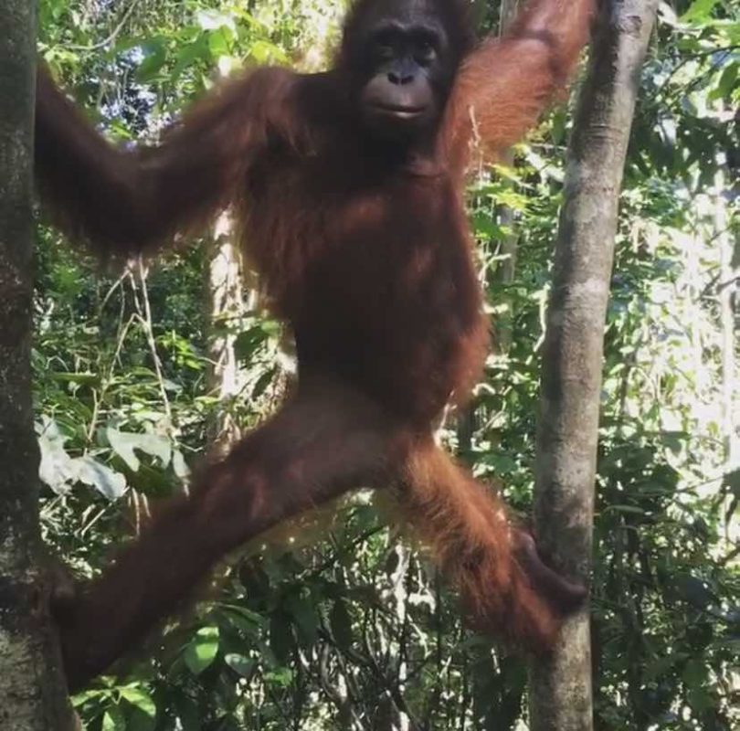Orangutan in sanctuary because of palm oil products