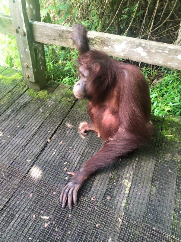 orangutan in Bornea sanctuary