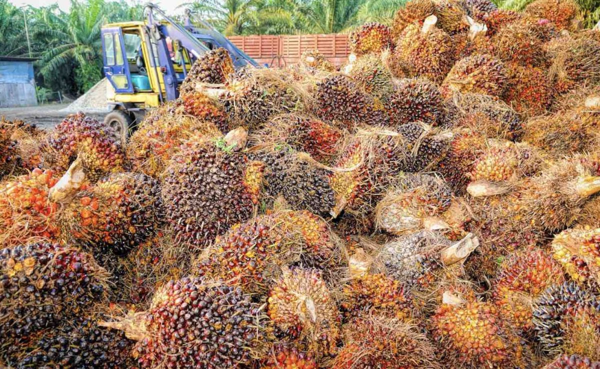 palm oil fruit in piles 