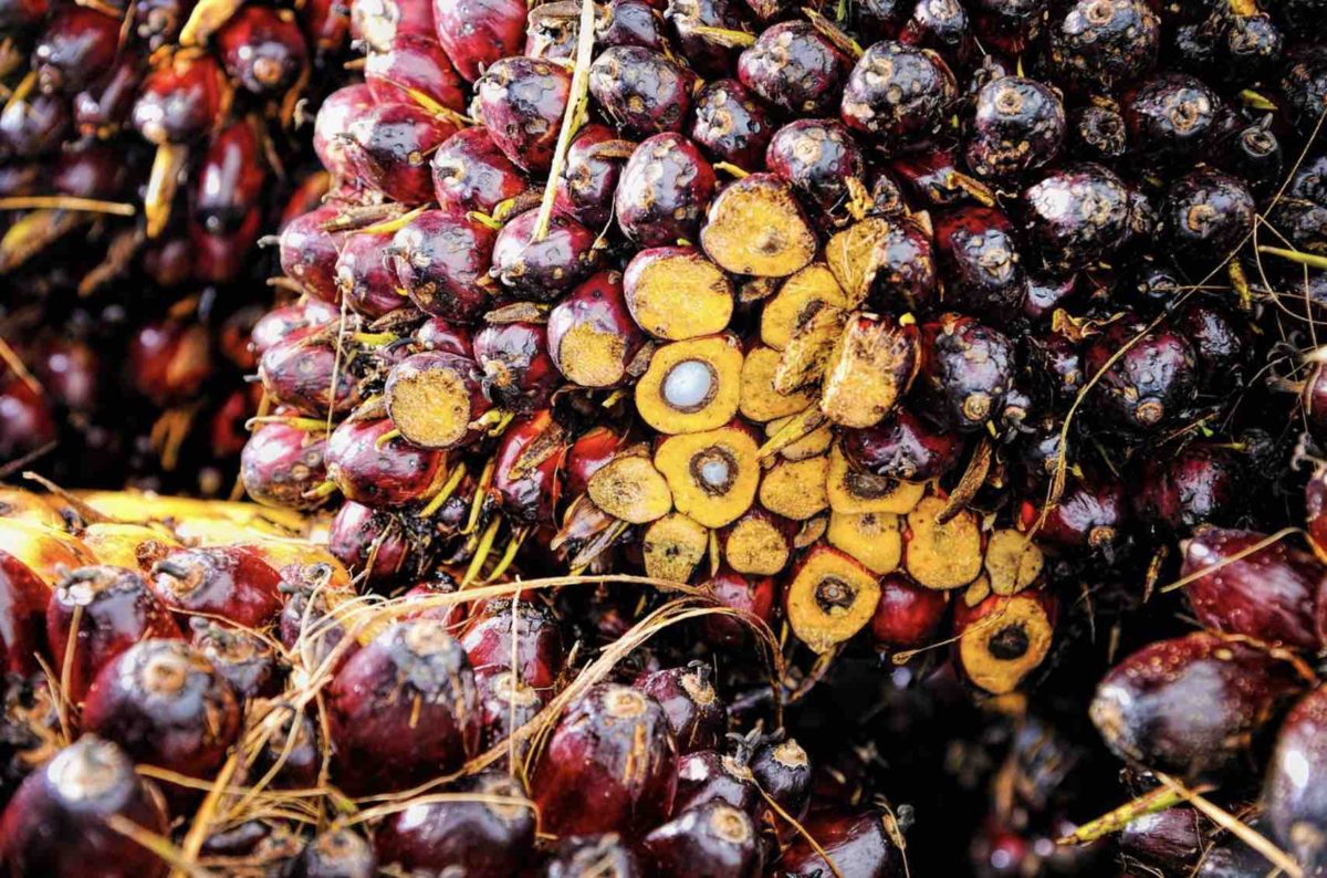 palm oil fruit with kernels in centre 