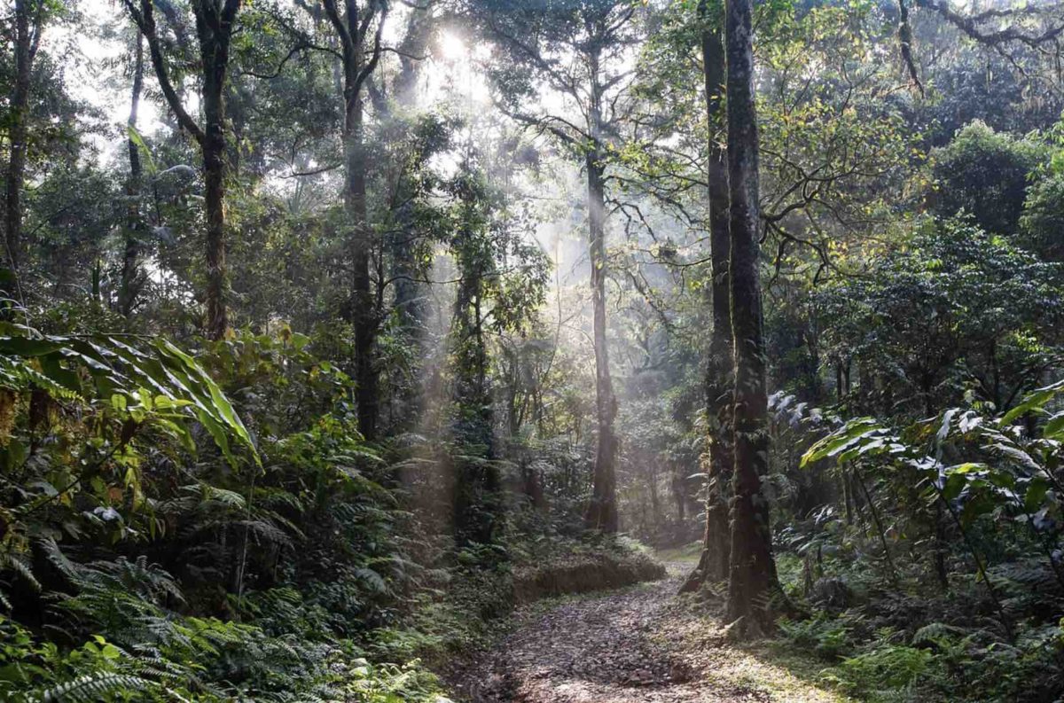 Virgin rainforest before palm oil product farms