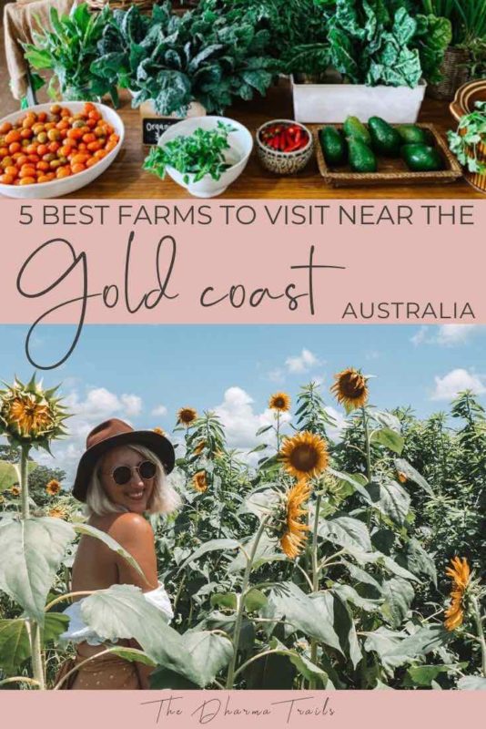 sunflowers and farm food with text overlay 5 best farms to visit near the gold coast australia