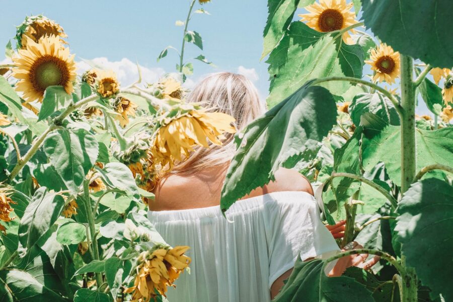 Sunflowers at Farm and Co Kingscliff farm