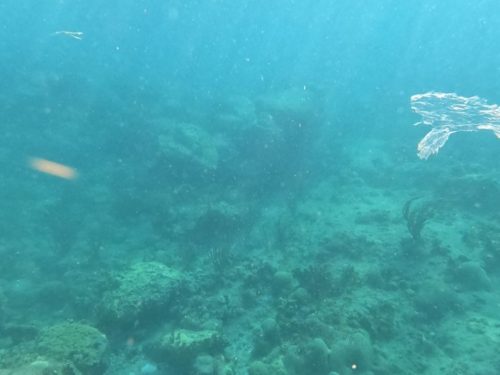 plastic bag floating in the sea