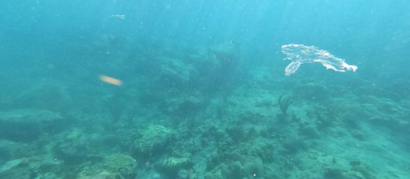 plastic bag floating in the sea