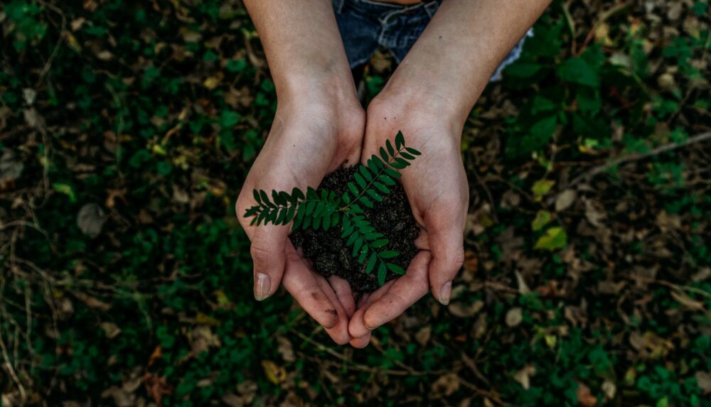 Tree Seedling in Hands