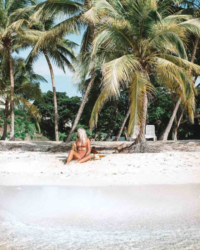 Magazine beach palm trees in grenada