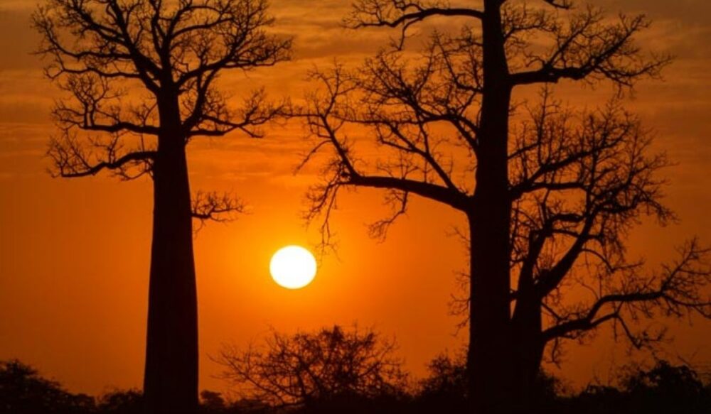 sun setting behind the baobabs in madagascar