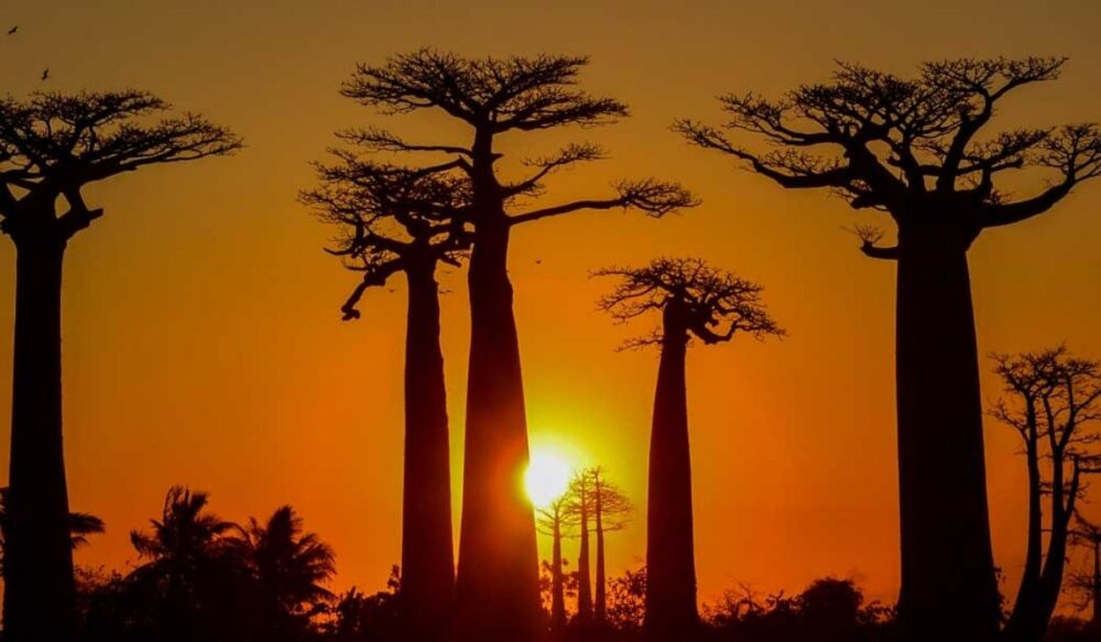 sunset baobab alley trees
