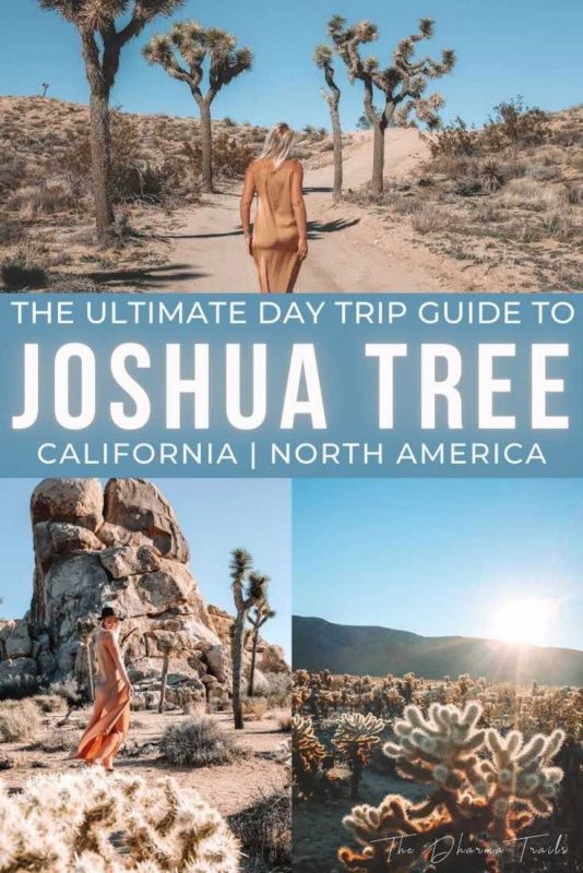 joshua tree day trip highlights