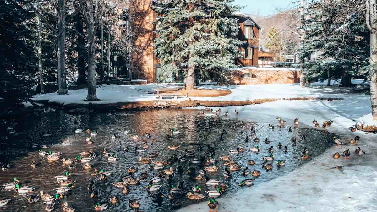 ducks at christmas time in aspen colorado