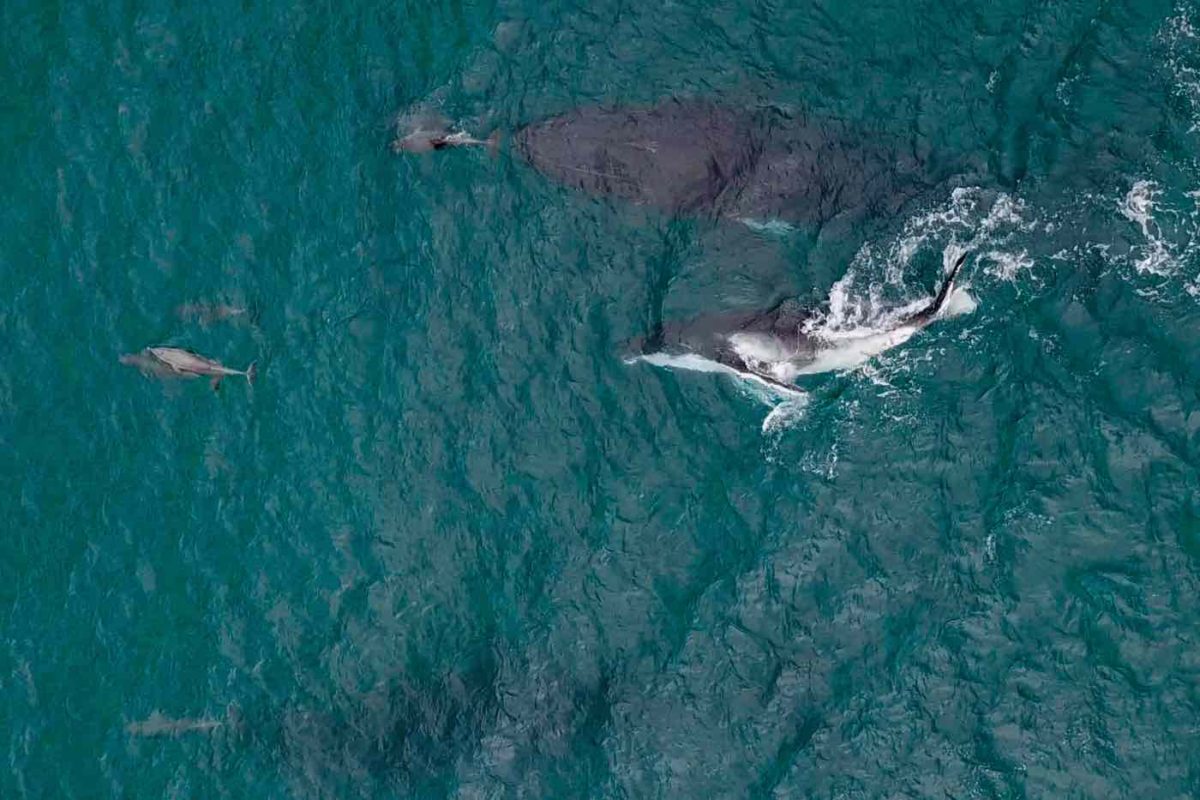 whale migration australia