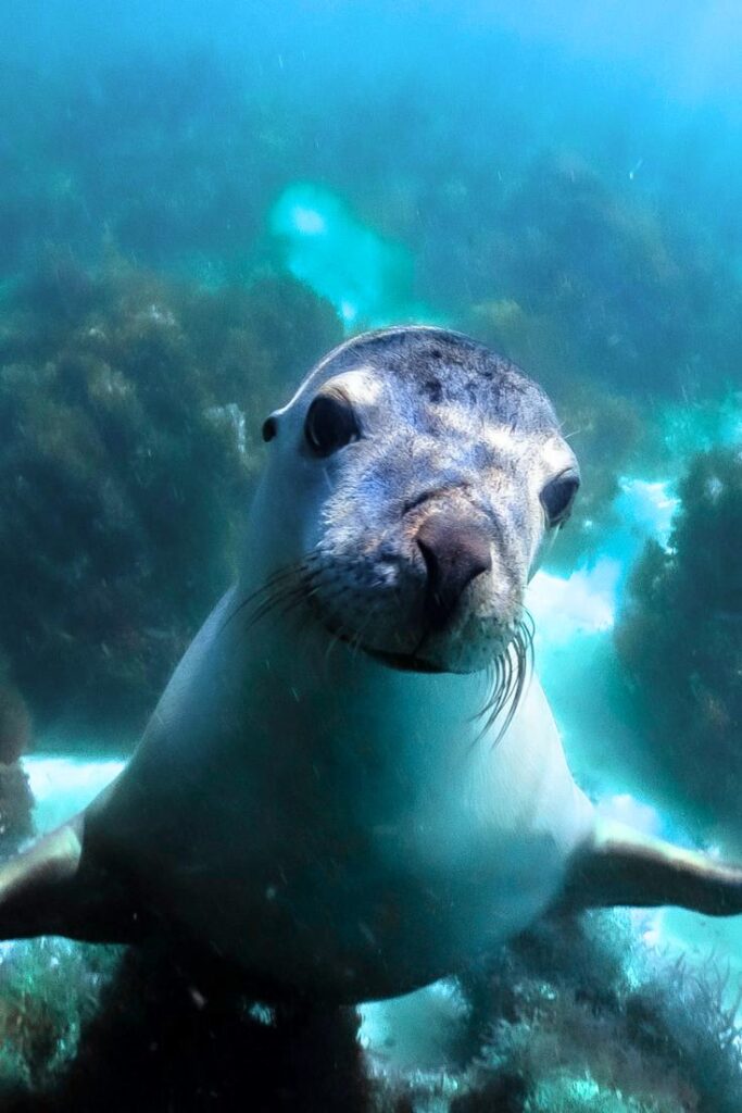 Australian sea lion Fremantle Western Australia