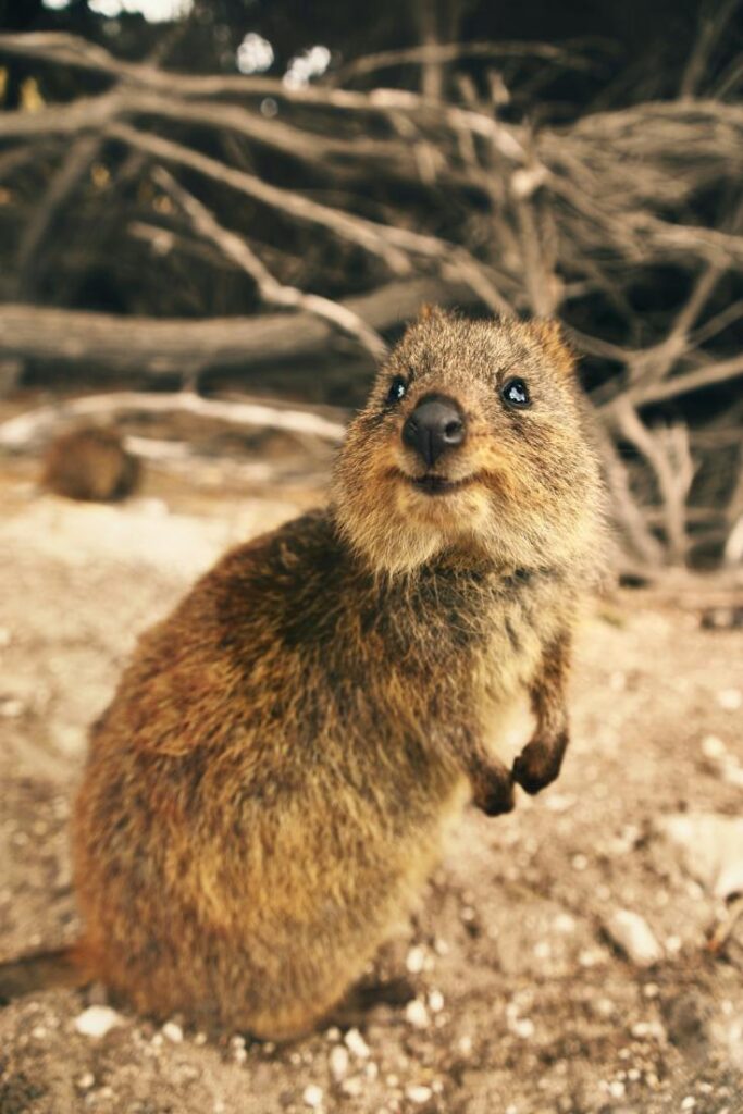 quokka at Rottnest Island