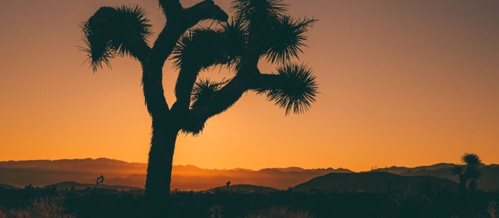 joshua tree at sunset