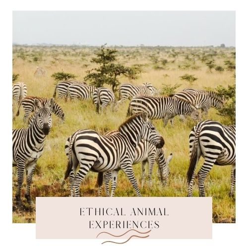 ethical animal experiences