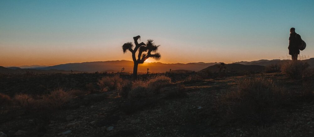 joshua tree landscape sunset