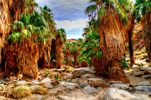palm oasis palm springs