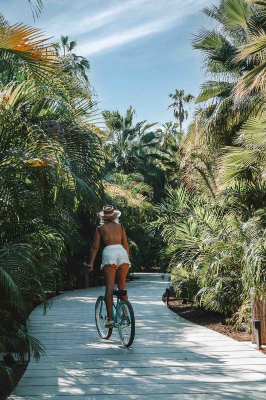 riding a bicycle through a palm oasis