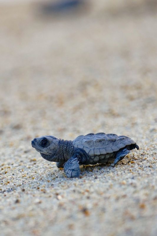 baby turtles san jose del cabo