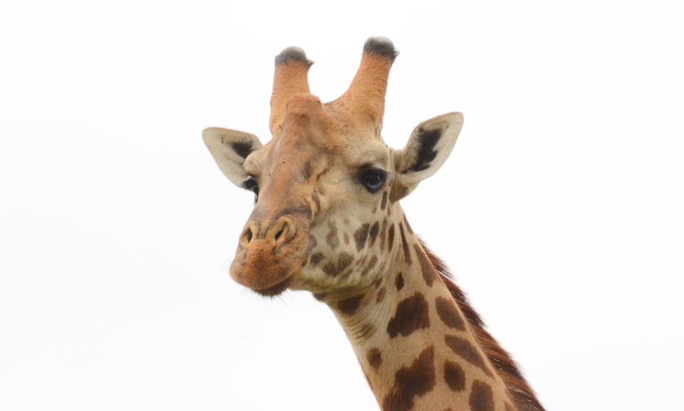 giraffe face nairobi safari